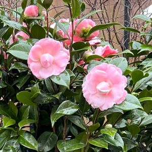 Camellia japonica 'Nuccio's Cameo' 18L