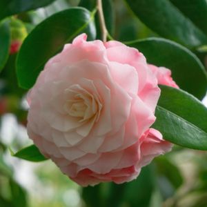 Camellia japonica 'Nuccio's Pearl' 18L