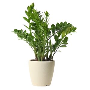 Zamioculcas zamiifolia 'Midori' (19cm Pot)