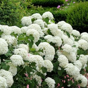 Hydrangea arborescens 'Strong Annabelle' (syn 'Incrediball') 10L