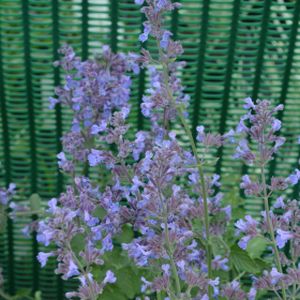 Nepeta racemosa 'Walker's Low' (AGM) (9cm Pot)