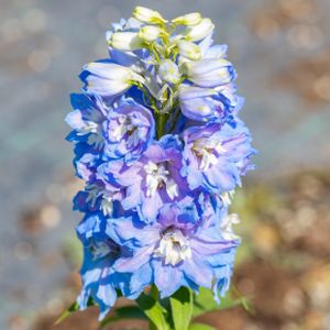 Delphinium 'Magic Fountains Rose Blue White' 2L