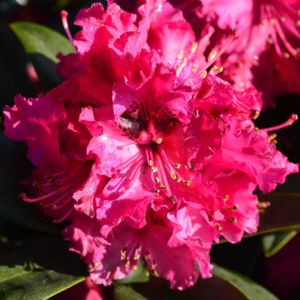 Rhododendron 'Marie Forte' (Hybrid) 4L