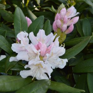 Rhododendron 'Cunningham's White' (Hybrid) 4L