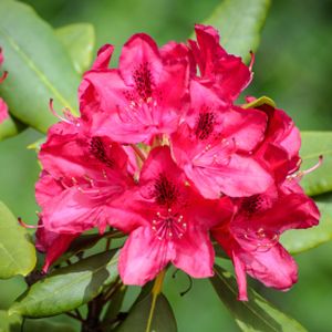 Rhododendron 'Nova Zembla' (Hybrid) 4L