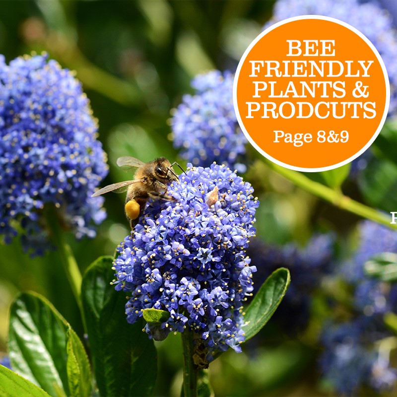 Bee Friendly Plants & Products