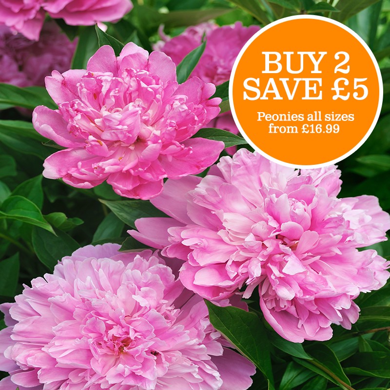 All Peonies (from £16.99)