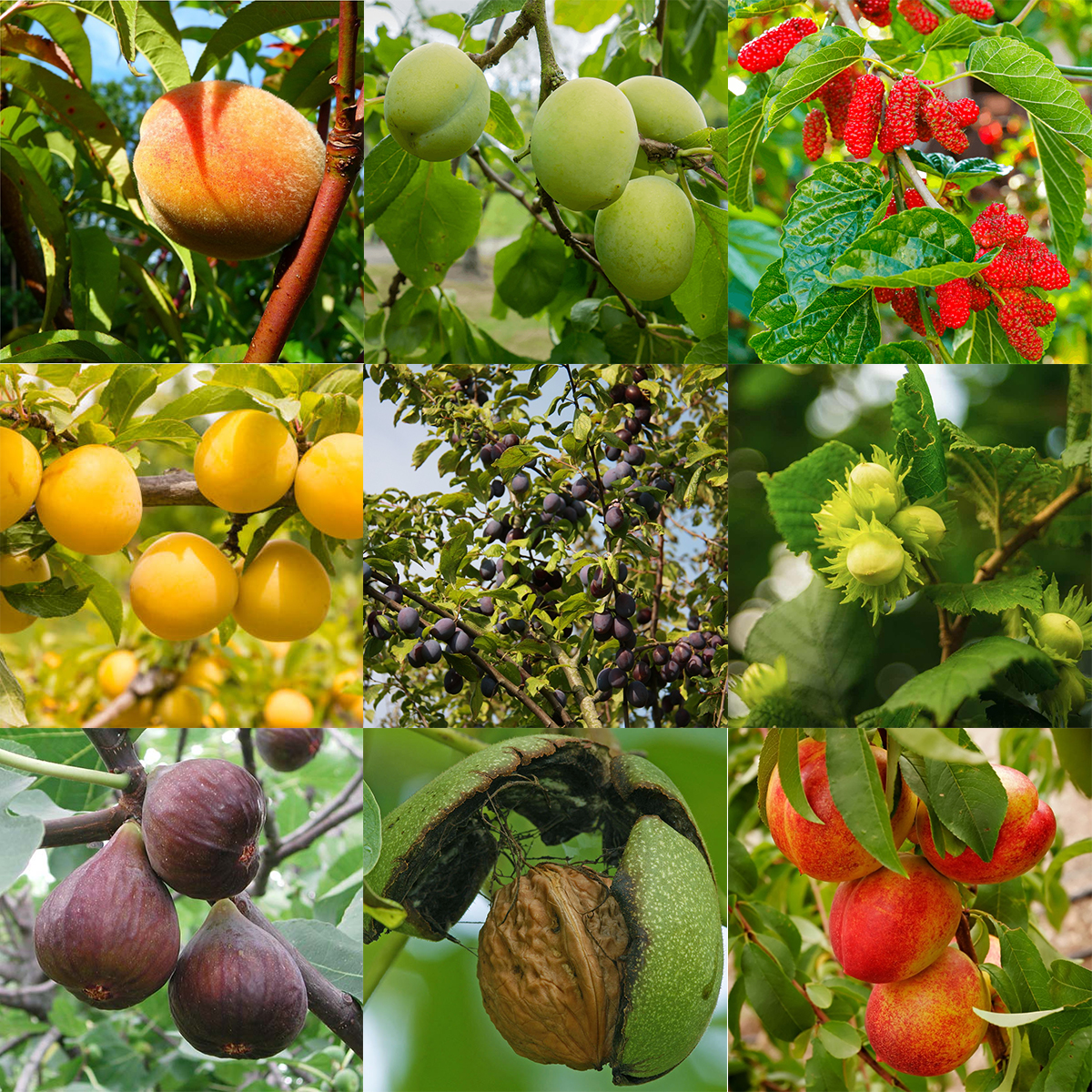 Other Fruit Trees