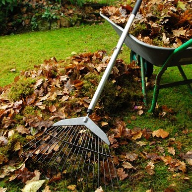 Garden Tidy & Cleaning