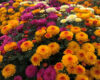 Home Grown Chrysanthemum 'Trio'