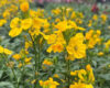 Wallflower 'Sugar Rush' Yellow