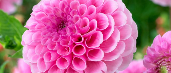 Featured image for 'Dazzling Dahlias'