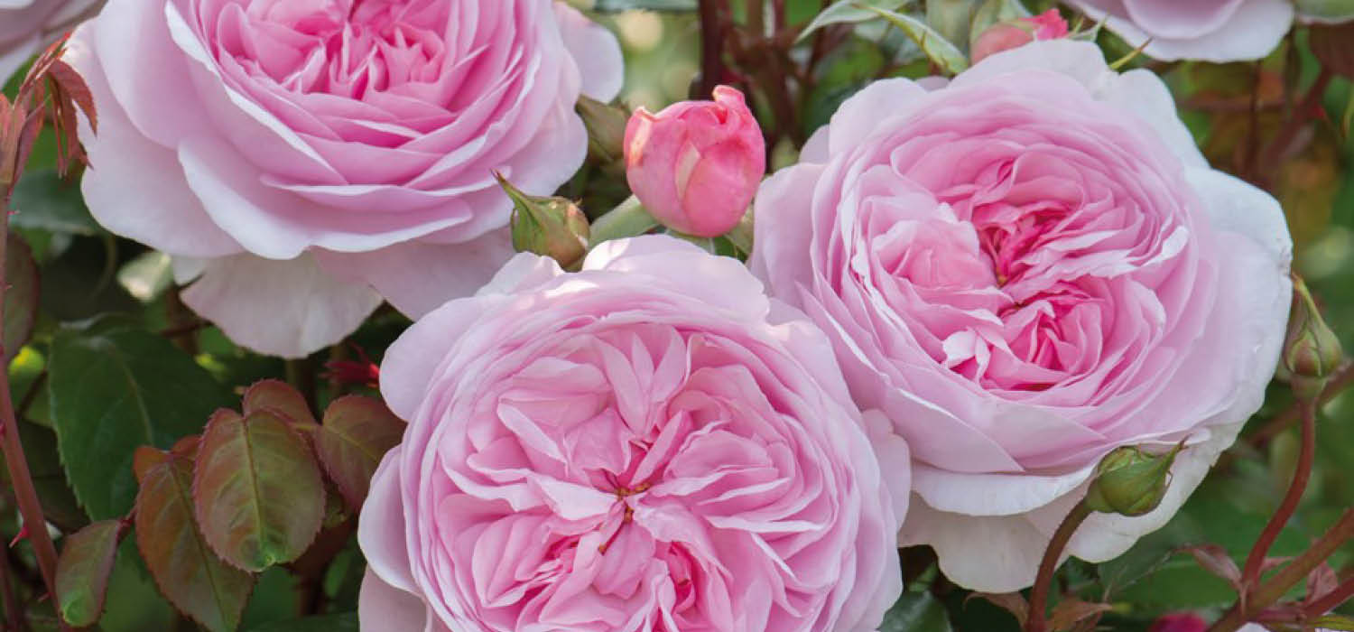 Rose Care Coolings Garden Centre