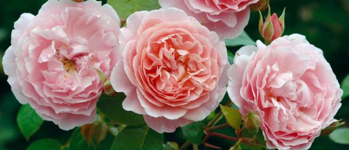 Featured image for 'New Season Roses 2018/2019'