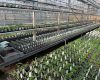 Preparing for Spring and Summer on the nursery nuturing our young plants