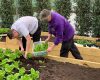 Head Chef at Arthurs, Tom Williams, and Bedding and Operations Director, Ian Hazon, picking the first harvest from our Plot to Plate allotment.