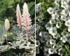 Acanthus ‘Whitewater’ and Gypsophila cerastioides