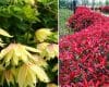 Clematis ‘Amber’ and Photinia ‘Carré Rouge’