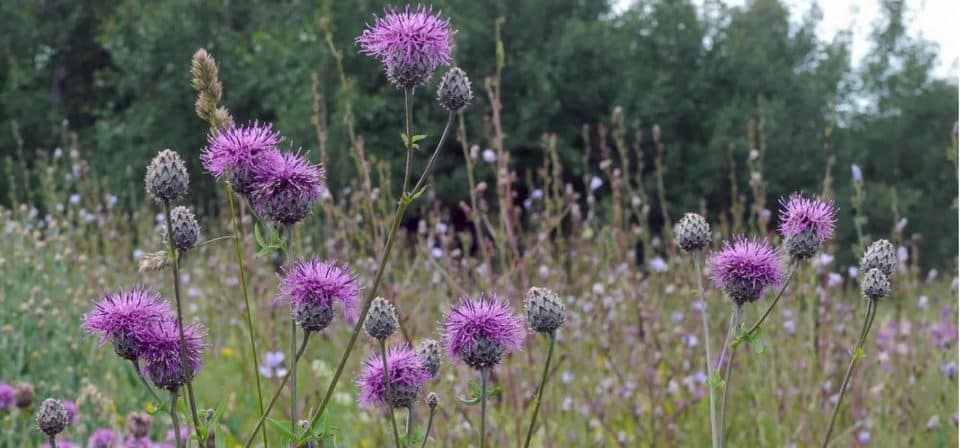 Greater Knapweed 