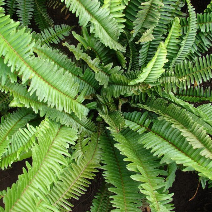 Nephrolepis (curly fern)