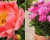Peony 'Coral Sunset' and 'Rome'