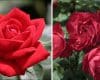 Rosa 'Loveknot' and 'Cherry Bonica'