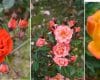 Rosa 'Orange Sunblaze', 'Nice Day' and 'Irish Eyes'