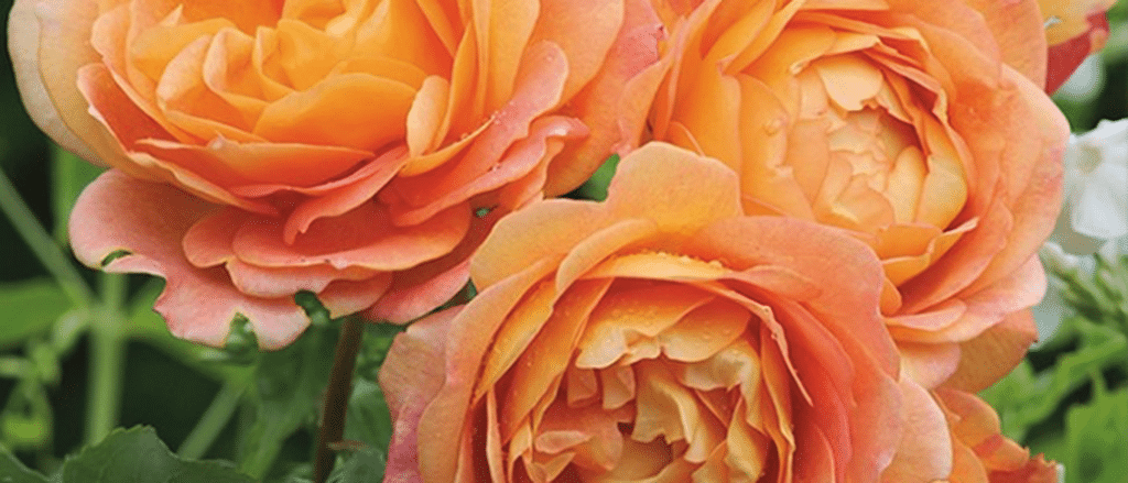 Featured image for 'The Language of Roses'