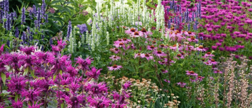 Featured image for 'Bounceback Butterfly Border'