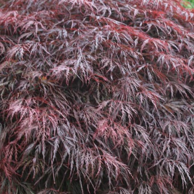 Acer palmatum dissectum 'Inaba Shidare'