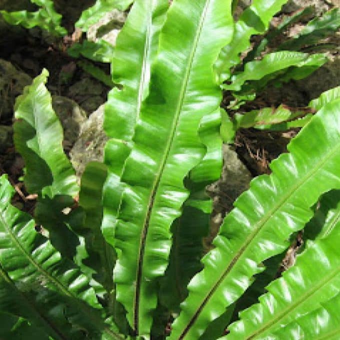 Asplenium scolopendrium (hart's tongue fern)