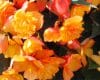 Trailing Begonia ‘Illumination Apricot’