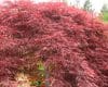Acer palmatum ‘Inaba-shidare’ (AGM)