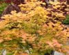Acer shirasawanum ‘Autumn Moon’