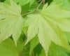 Acer shirasawanum ‘Aureum’ (AGM)