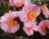 Camellia 'Pink Godess'