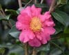 Camellia 'Sekiyo'