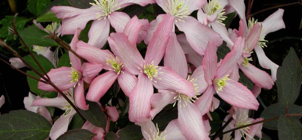 Clematis montana 'Fragrant Spring'