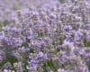 Lavender 'Ashdown Forest'