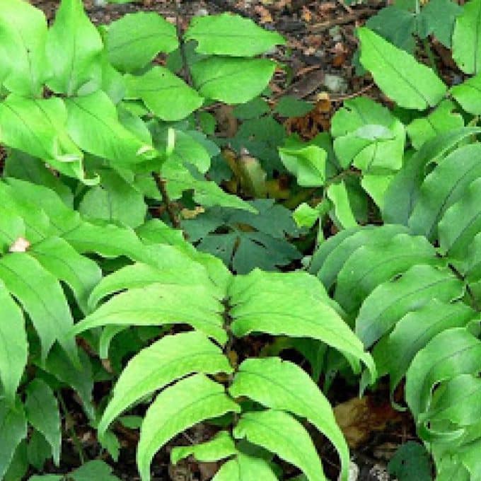 Cyrtomium fortunei (Japanese holly fern)