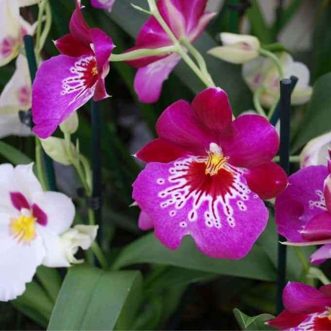 Miltonia Orchids