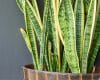 Sansevieria (Mother in Law's Tongue)