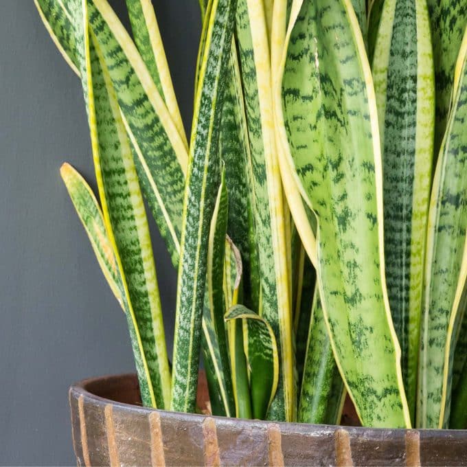 Sansevieria (Mother in Law’s Tongue)