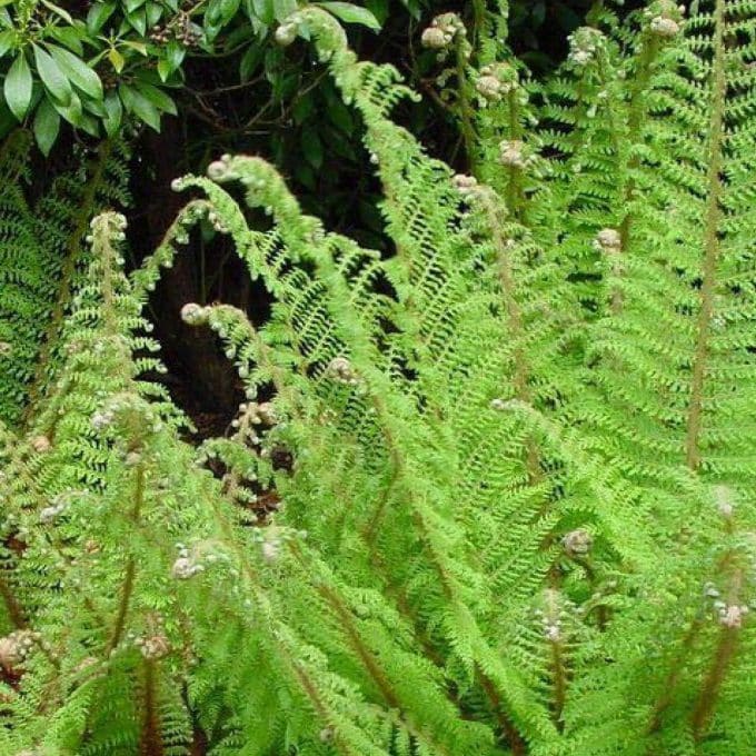 Polystichum setiferum 'Congestum' (congested soft shield fern)
