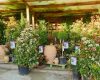 Specimen plants at Coolings Wych Cross Garden Centre