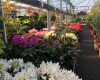 Rhododendrons at Coolings Potted Garden Nursery