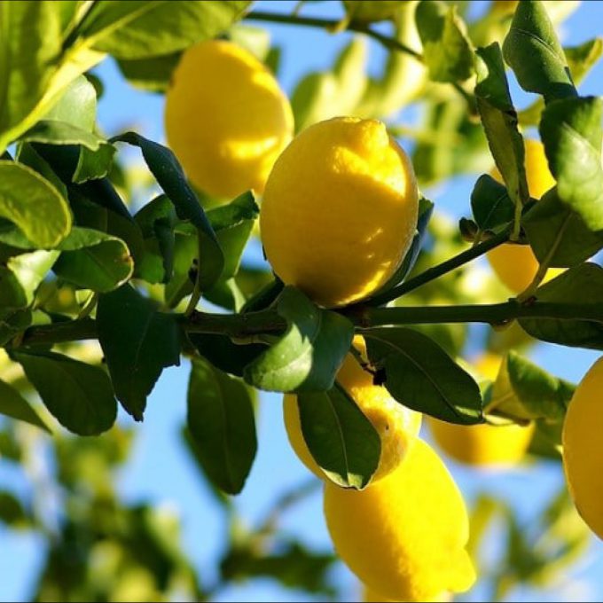 Citrus Lemon (Mini-Stem)