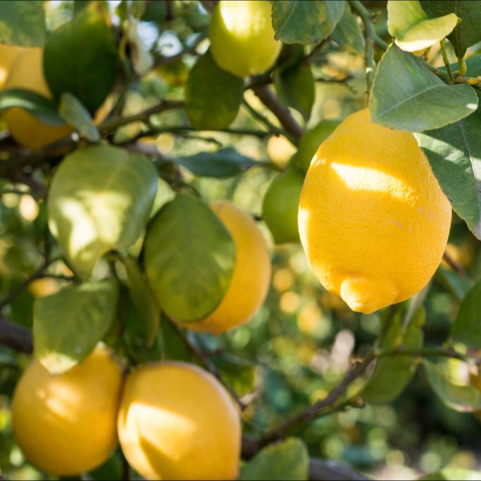 Citrus Lemon (Mini-Stem)