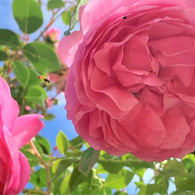 Rosa ‘Bonica’ (Shrub rose) (AGM)