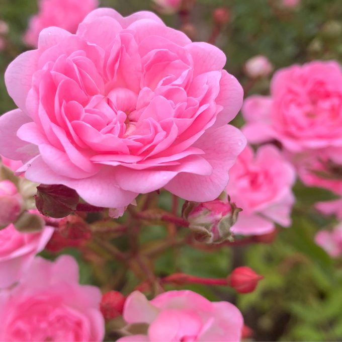 Rosa ‘The Fairy’ (Shrub rose) (AGM)